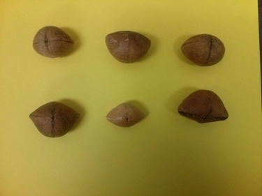 Yellow Oleander seeds
